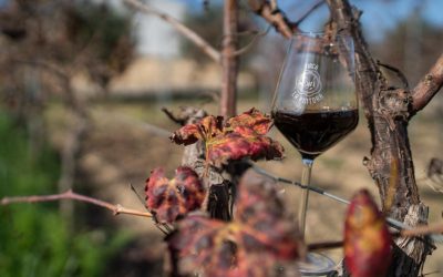 Finca La Pintora, vinos ecológicos desde Rota